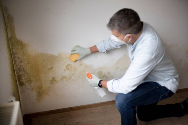  Westlake, OH Mold Removal Pros